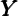 Y
YY